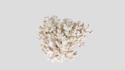 Pocillopora acuta/damicornis coral, hawaii, reef, oahu, photogrammetry