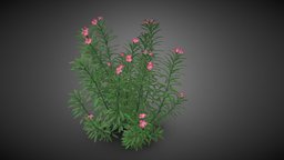 Shrub tree tree, shrub