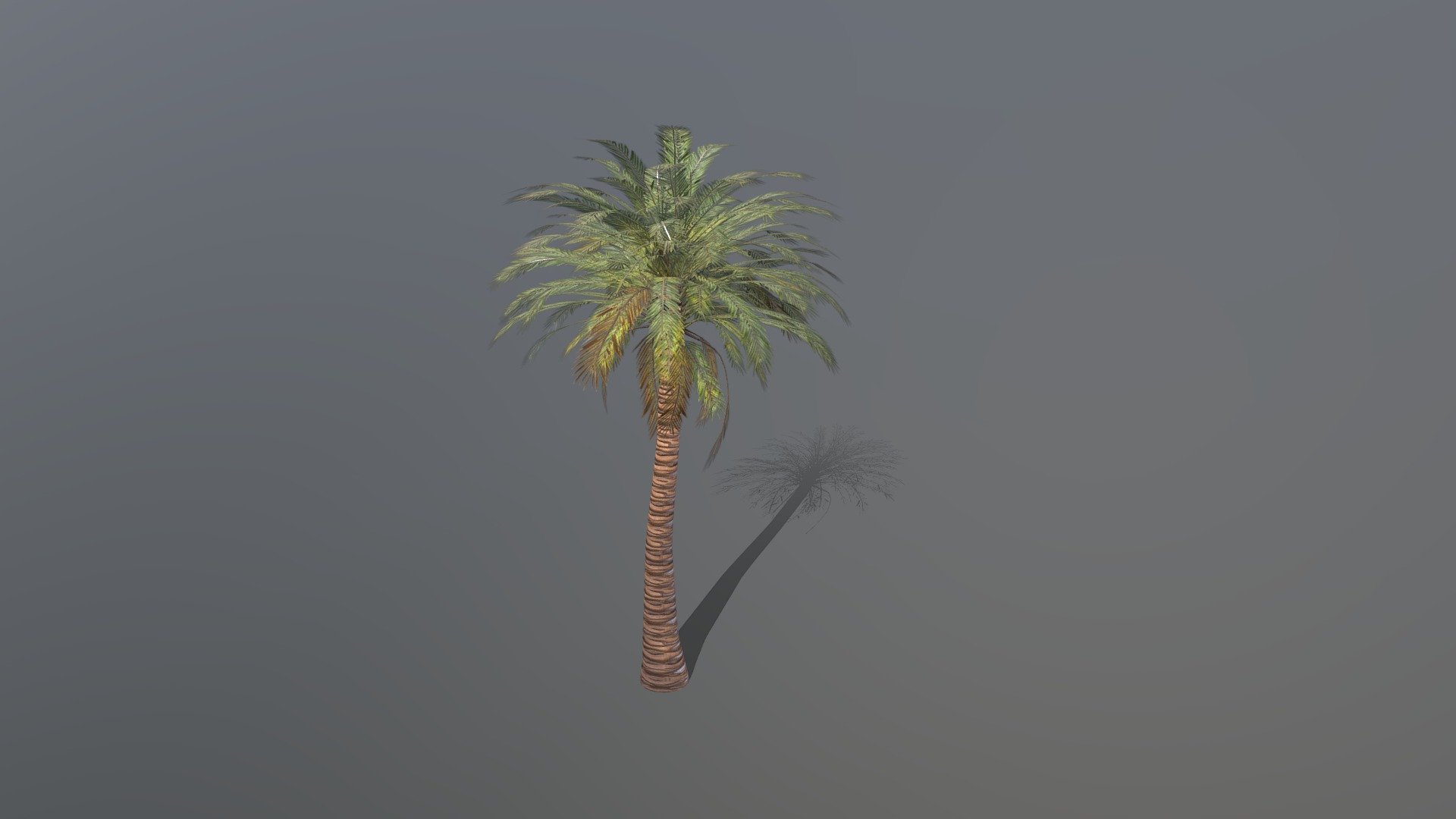 Product Name  Date Tree
Design By Magicalorbs.in

MODEL Details 
Model is made from single/Multi polygonal object. Model is made of mostly of quads.

Model Category - Props
No. of model - 1

Poly Count - 10211
vertices - 12348

MATERIALS 
Texture prepair in Substance Painter. Materials are prepared for MAYA18.

TEXTURES Map
Base Color map, Normal map, Height map, metallic map, roughness map, Aopass map

Texture are made in Substance painter.
Model has high quality textures of 4K resolution. Textures are saved in JPG format. Texture design in Substance Paint and Photoshop.

Rigging - Yes

Animation - Yes 3d model