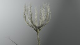 Imitatocrinus gracilior extinct, crinoid, devonian, prehistoric, sea