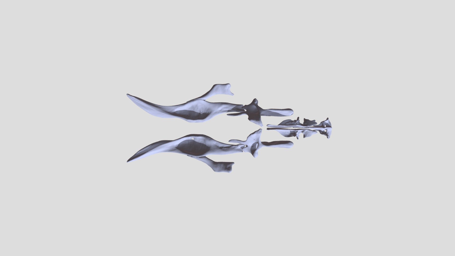 MicroCT image of the palatal bones of a Python regius (ball python) specimen.

The original files used to generate these 3D models can be found in the following citable dataset:
Kavkova M; Šulcová M; Zikmund T; Pyszko M; Kaiser J; Buchtova M (2022): Supporting data for &ldquo;X-ray microtomography imaging of craniofacial hard tissues in selected reptile species with different types of dentition