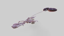 Rat, male, Urogenital tract anatomy, rat, study