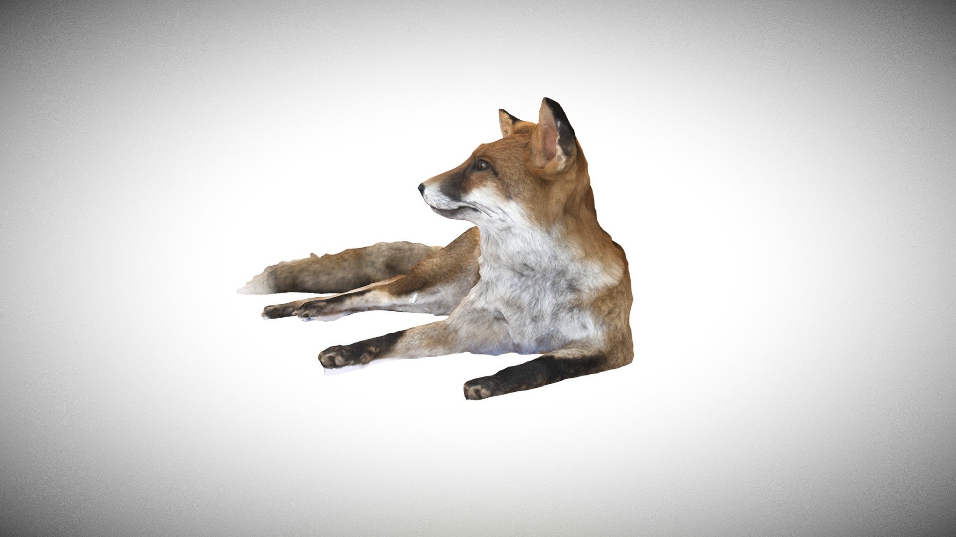 Published by 3ds Max - Fox Photogrammetry - 3D model by wilbertvandenbroek 3d model