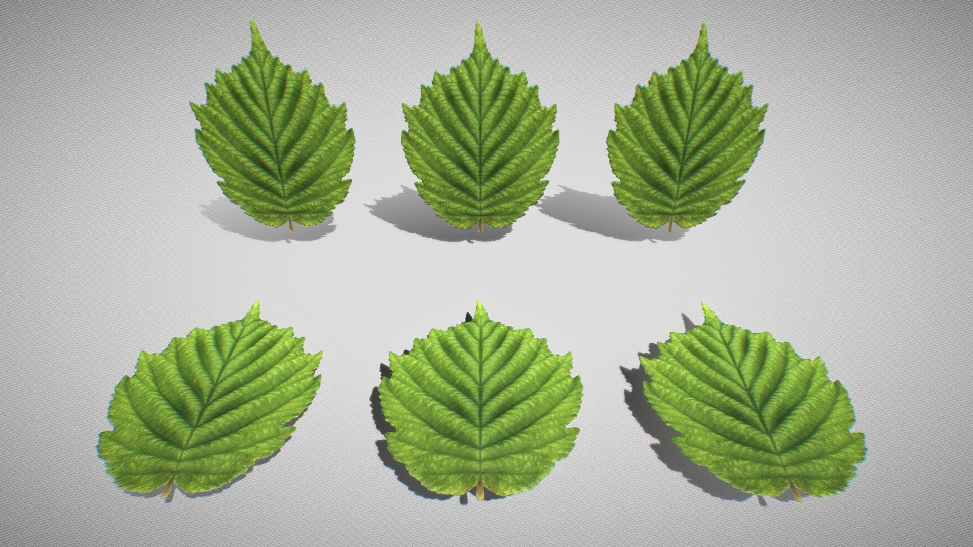Hazelnut Leaf (High-Poly)




Object Name - Hazelnut_Leaf.001






Vertices = 4164

Edges = 11789

Polygons = 7627






Materials

Material - Hazelnut leaf:




Blend Mode: OPAQUE

Shadow Mode: OPAQUE

Haselnuss_Blatt_Nor(2048x2048px)

Haselnuss_Blatt_Met(2048x2048px)

Haselnuss_Blatt_Ro(2048x2048px)

Haselnuss_Blatt_Col(2048x2048px)






Last update:
15:15:26  12.09.23
 - Hazelnut Leaf (High-Poly) - Buy Royalty Free 3D model by VIS-All-3D (@VIS-All) 3d model