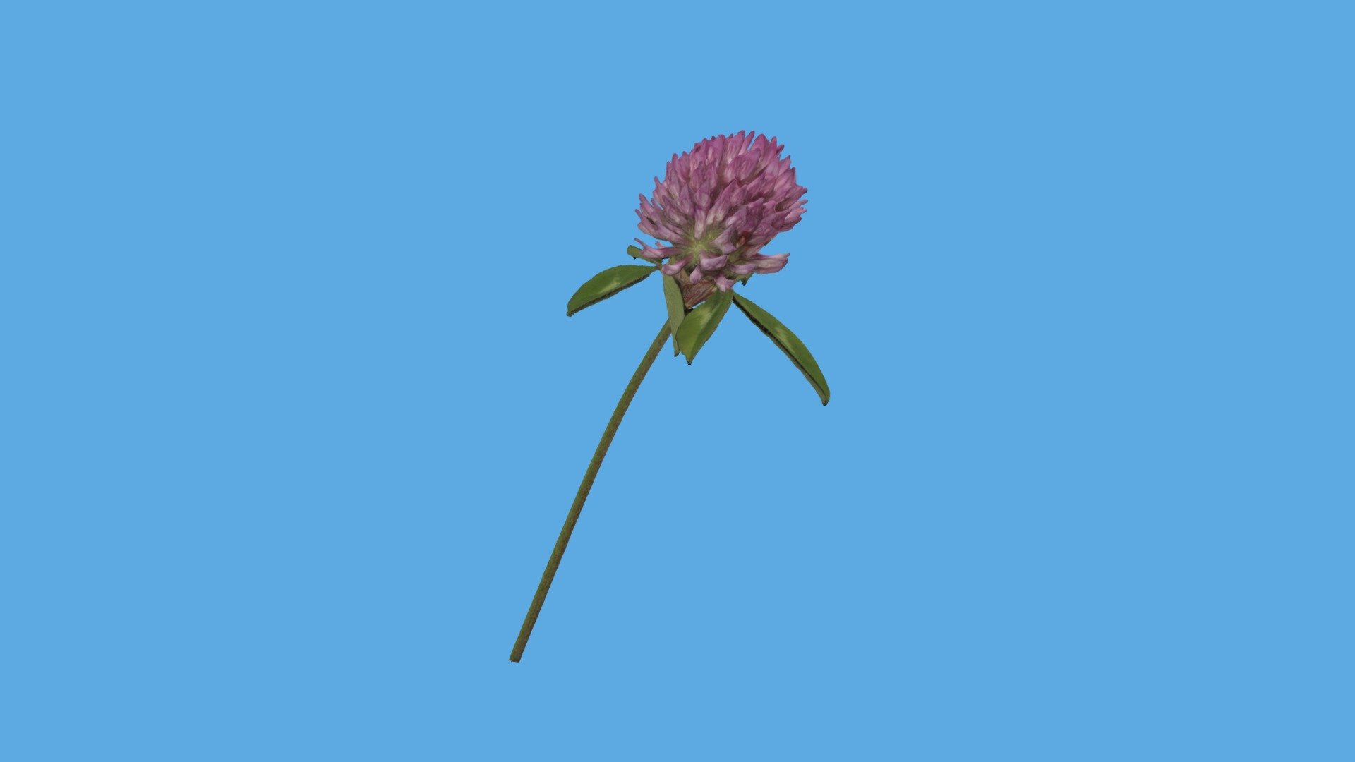 学名/scientific name：Trifolium pratense
採集地：兵庫県三田市弥生が丘深田公園
採集年月日：May. 6, 2023
採集者：橋本佳延/Yoshinobu Hashimoto
撮影者：橋本佳延/Yoshinobu Hashimoto
マスク処理：なし
Number of images:722
Camera：SONY ILCE-7RM4
Lens: FE 35mm F1.8 (35mm)
Lighting: Ringflash
SfM App: Agisoft Metashape 2.0 - ムラサキツメクサ/Red clover - 3D model by bunyo0502 3d model
