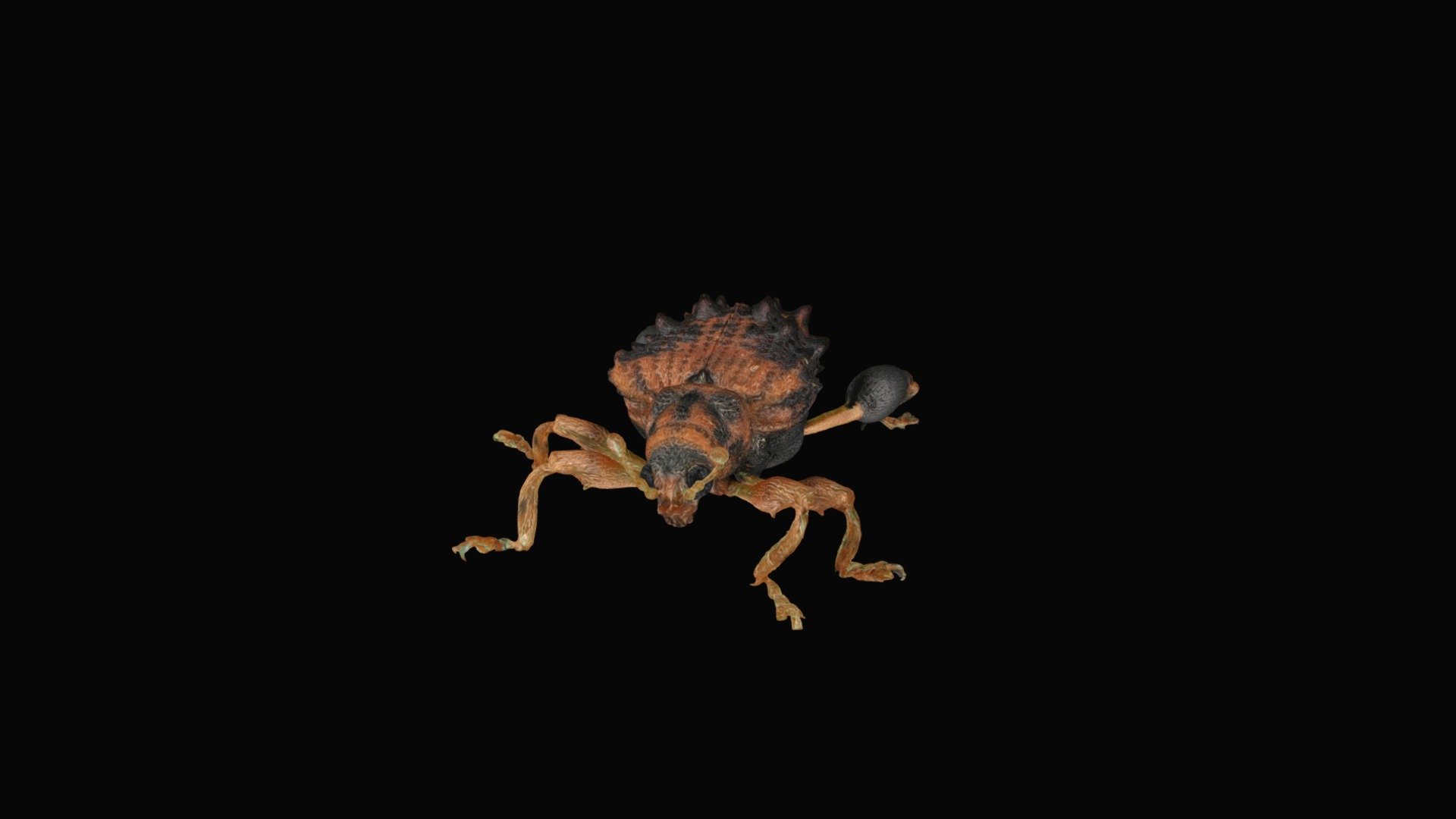 Dinorhopala takahashii
Size:4mm

Micro Photogrammetry
Generated by SfM method using thousands of photos
https://www.stulab.jp
 - Beetle_Curculionoidea - 3D model by kohiyama 3d model