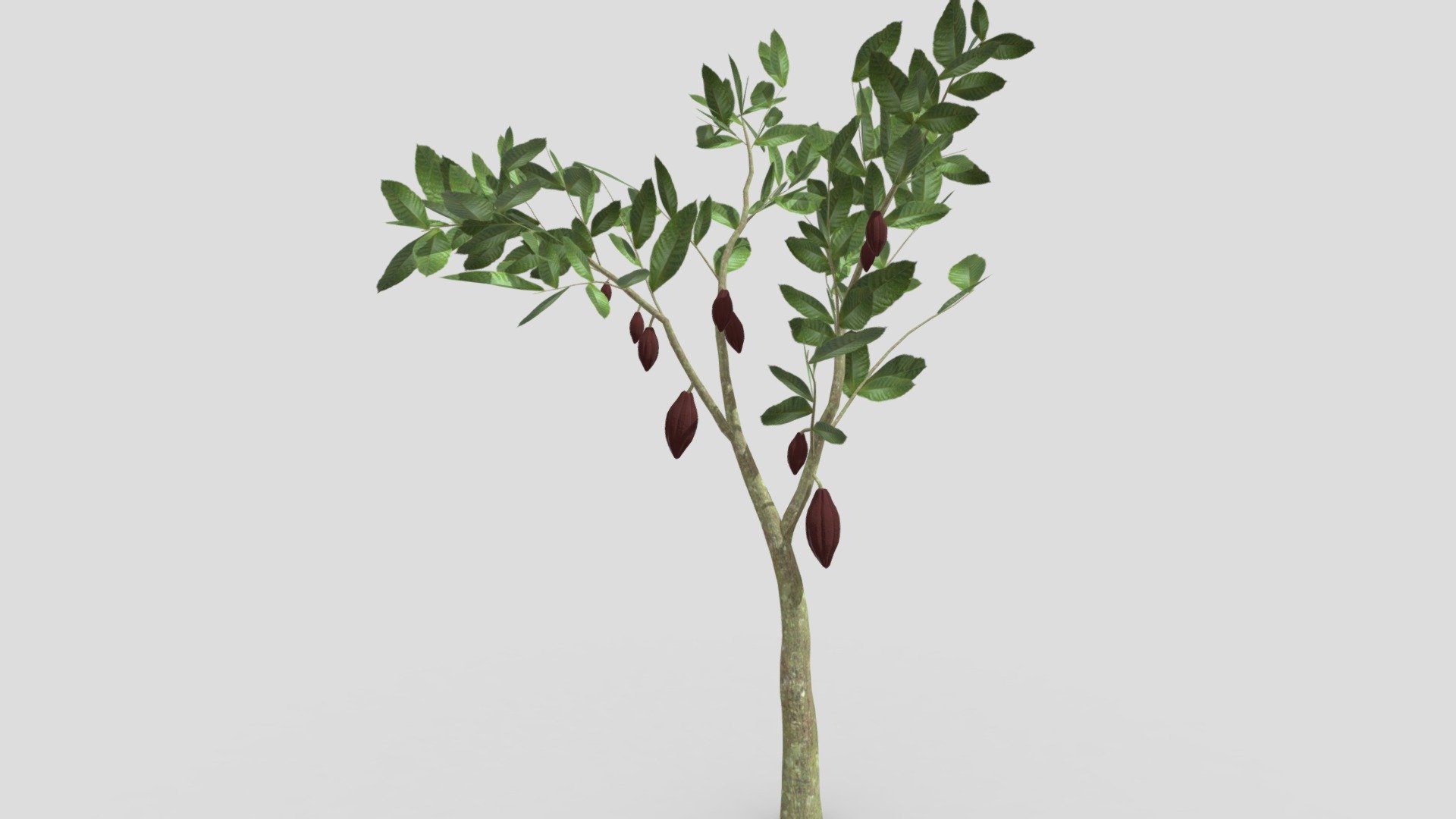 This is a 3D low poly model of a Cacao tree that you can use in your projects.

Info:

Theobroma cacao is a small evergreen tree in the family Malvaceae. Its seeds, cocoa beans, are used to make chocolate liquor, cocoa solids, cocoa butter, and chocolate. Native to the tropics of the Americas, the largest producer of cocoa beans in 2018 was Ivory Coast, at 2.2 million tons 3d model