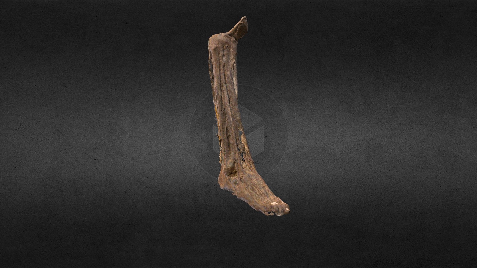 Pierna, segmento del miembro inferior obtenido del laboratorio de anatomía de la Universidad Austra de Chile.
Leg, segment of the lower limb obtained from the anatomy laboratory of the Universidad Austra de Chile.
Puedes visitarnos en/You can visit us on: http://anatomiahumana3d.com - Músculos de la pierna/Leg muscle - 3D model by Anatomía Humana 3D (@Gonzalo_Matzner) 3d model