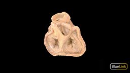 Heart Valves anatomy, heart, human
