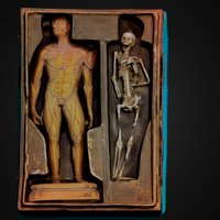 Cambridge University Library C16 medical model ecorche, cambridge_university_library, medical_model, agisoft, photoscan