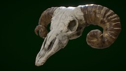 Ram Skull quixel-suite, game, photoshop, blender, lowpoly, zbrush