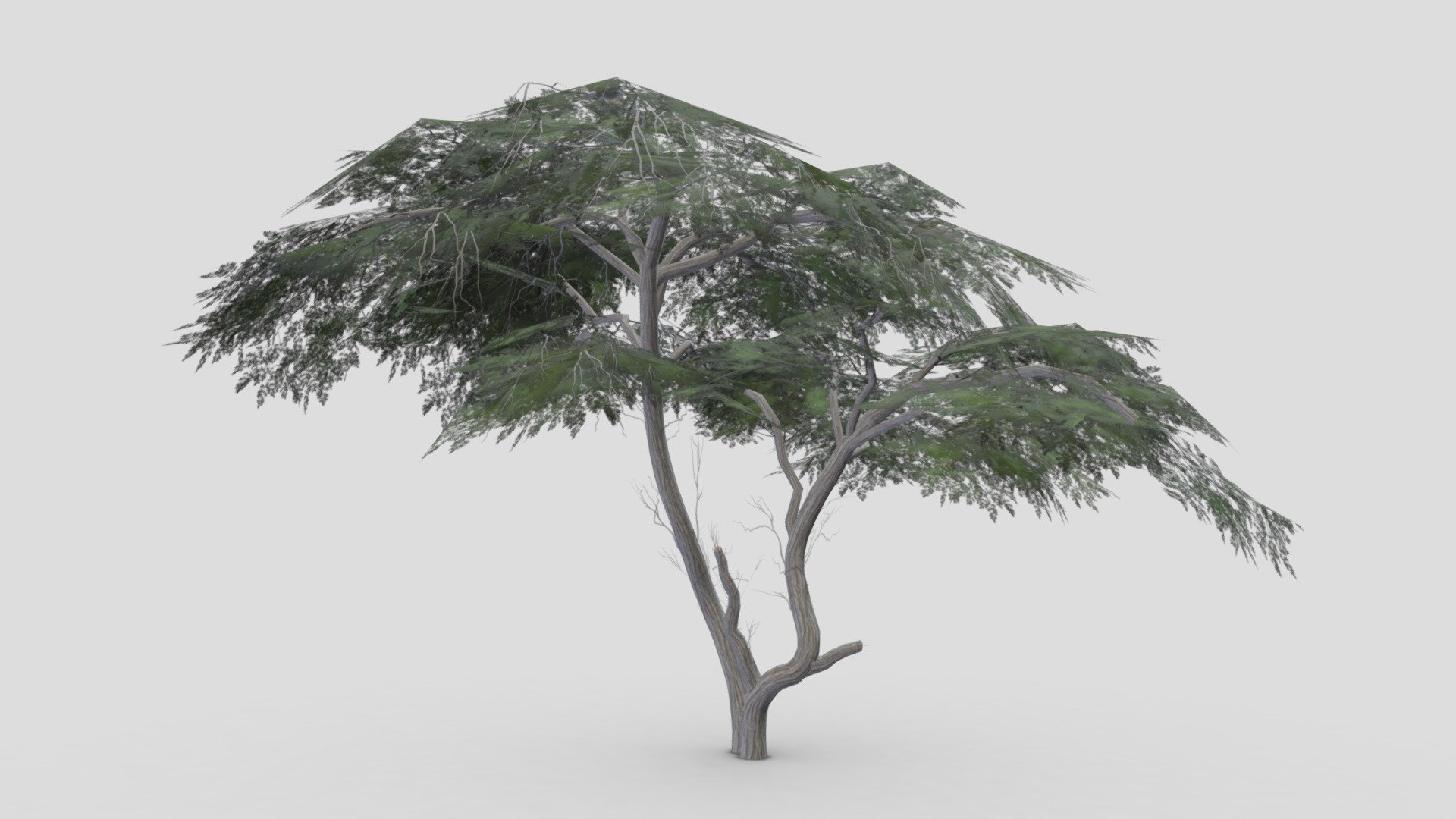 I tried to work on Acacia Tree 3D model. So after a long time I made this 3D low poly model of Acacia Tree 3d model