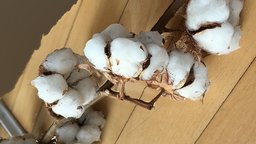 cotton 