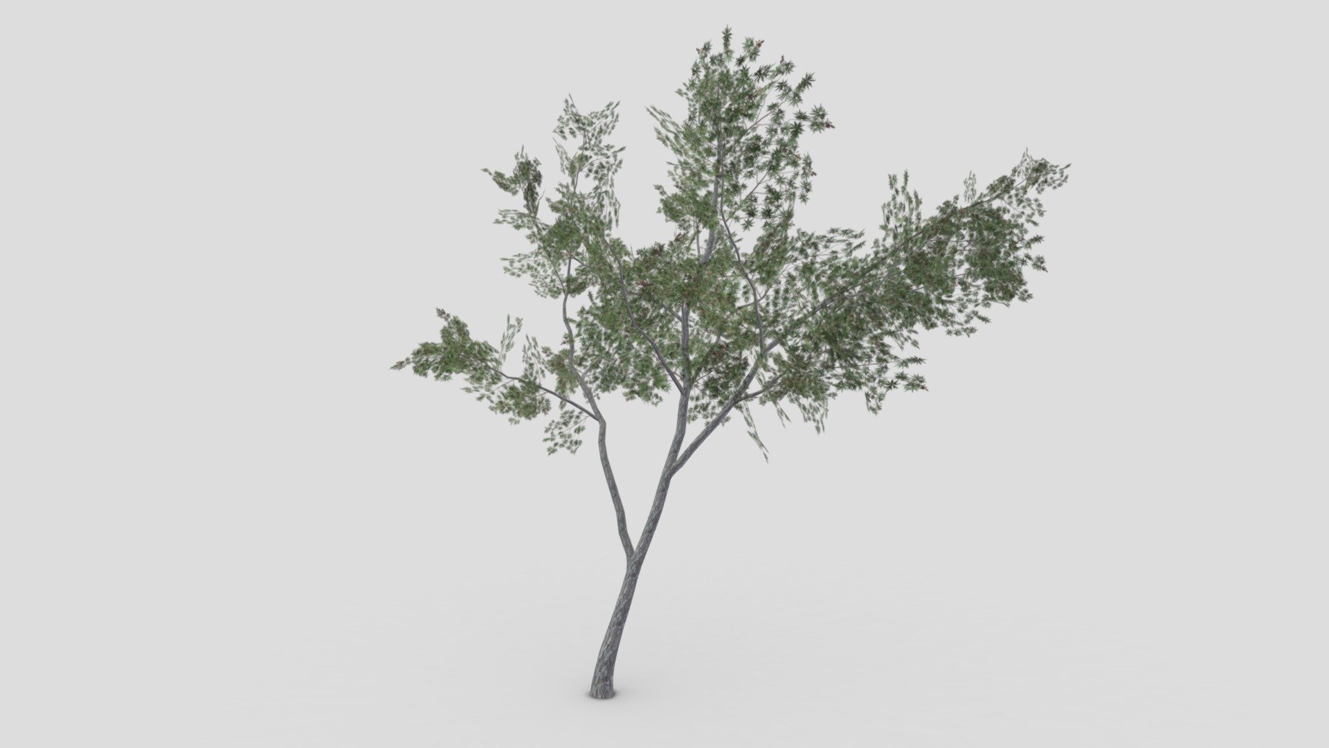 This is a low poly 3D Model of the Conocarpus Tree. I tried to make a low poly model so you can use this 3D model in your projects 3d model
