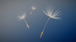 SculptJanuary19 Day06: Minimalistic flower, b3d, small, seed, tiny, minimalist, dandelion, minimalistic, blender, blender3d, sculptjanuary19