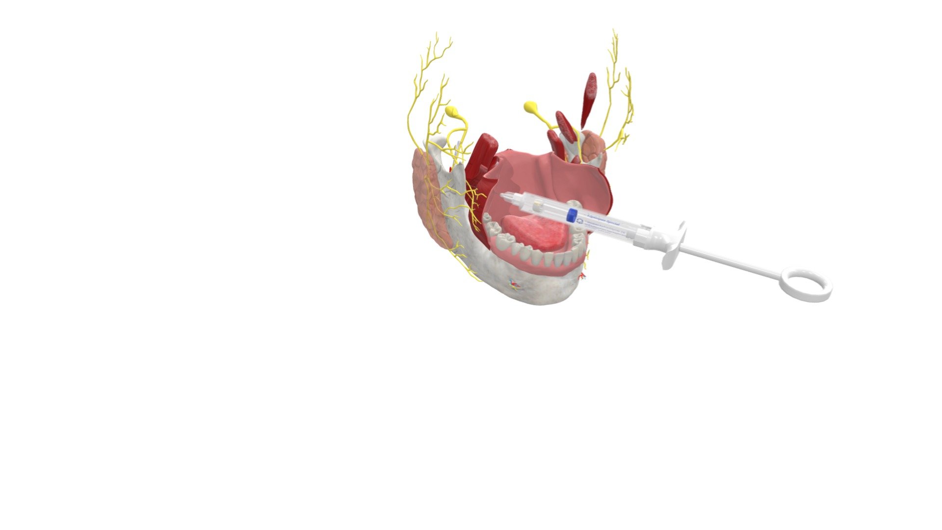 This model aims to help students visualize the inferior alveolar nerve block technique.

Created by The University of Dundee, School of Dentistry - Inferior Alveolar Nerve Block - 3D model by University of Dundee, School of Dentistry (@DundeeDental) 3d model