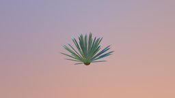 Blue Agave Plant (Agave Azul) mexico, azul, tequila, agave