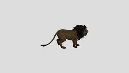 Lion lion