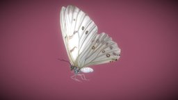 Butterfly Morpho Polyphemus butterfly, morphology, morpho, blender, animated, rigged, polyphemus