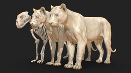 Animal Lion Anatomy Skin Ecorche body, anatomy, tiger, animals, study, mammal, cheetah, puma, lion, cougar, leopard, ecorche, smilodon, felin, art, car, sculpture, skin